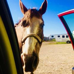 Smokey Wood Acres - Equine Boarding Facility, Cochrane, AB opening hours