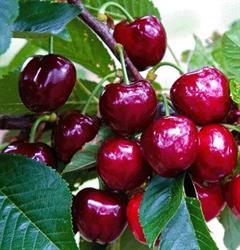 Flexy's Fresh Fruit and Vegetables-Nelson BC, opening hours