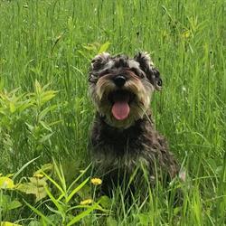 La garderie d'Isabelle, pension pour chiens et chats, Montmagny, QC opening hours