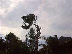 Nature's Tree Service, Collingwood, ON opening hours