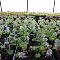 FloralGlen Greenhouses, Winchester, ON opening hours