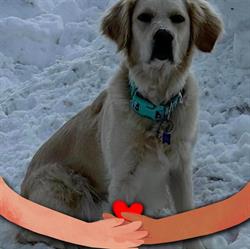 Happy Tails Canine Training Academy, Russell, ON opening hours