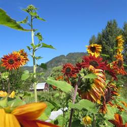 Salix and Sedge, Salmo, BC opening hours