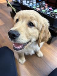 Pet Valu, New Glasgow, NS opening hours