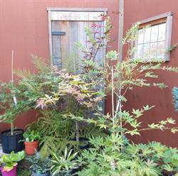 Smokey Mountain Nursery, Chilliwack, BC opening hours