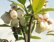 Pacific Northwest Berries and Bees, Maple Ridge, BC opening hours