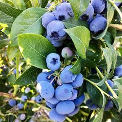 Doremi Blueberry Farm, Pitt Meadows, BC opening hours