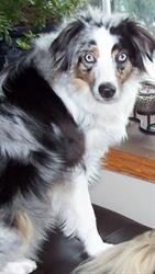 D-Tails Dog Grooming, Regina, SK opening hours