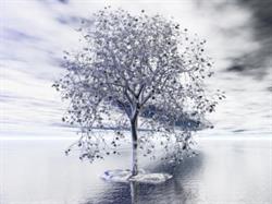 Silver Tree Massage Therapy Inc., Edmonton, AB opening hours