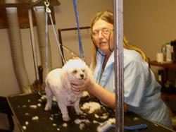 Sue's Four Paw Spa, Timmins, ON opening hours