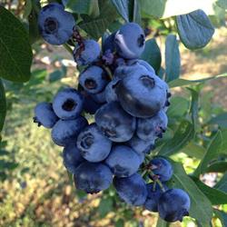 Olde drive blueberry farm, Mount Brydges, ON opening hours