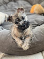 Paws-itive Puppies, Oshawa, ON opening hours