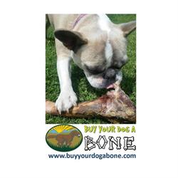 Buy Your Dog A Bone, Calgary, AB opening hours