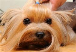 Posh Pooches, Toronto, ON opening hours
