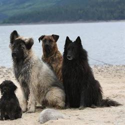 Dogsense Obedience & Kennels, Nakusp, BC opening hours