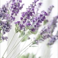 Lavender Nails, Chestermere, AB opening hours