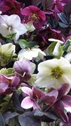 Jardin de Flores Nursery and Farm, Roberts Creek, BC opening hours