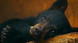 Northern Lights Wildlife Society, Smithers, BC opening hours