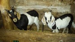 Pioneer Farm, Almonte, ON opening hours