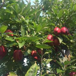 Le Flanc Nord - Orchard & Cidery, Mont-Saint-Hilaire, QC opening hours