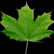Maplebranch Property Management Ltd, Huntsville, ON opening hours