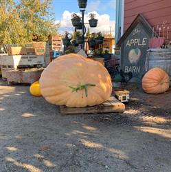 Apple Barn, Summerland, BC opening hours