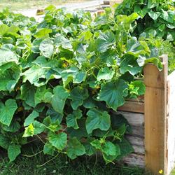 Abbotsford Community Garden, opening hours