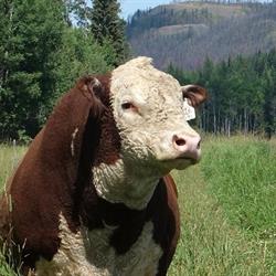 Copper T Ranch, Fraser Lake, BC opening hours