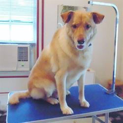 Woof! Dog Grooming Studio, Miramichi, NB opening hours