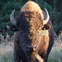 Thunder Ridge Bison Company, Uxbridge, ON opening hours