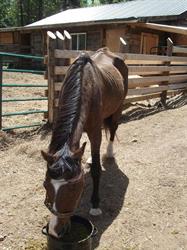 Land O'Lakes Rescue Petting Farm, Cloyne, ON opening hours