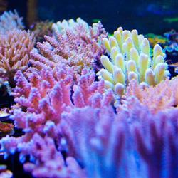 Fragbox Corals, Toronto, ON opening hours