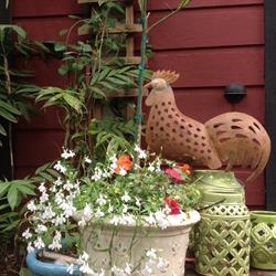 Magnolia Petal Accommodations, Salt Spring Island, BC opening hours