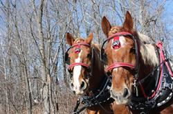 Red Gate Arena Farm, Carleton Place, ON opening hours