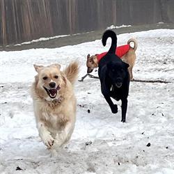 Mutts Boarding & Daycare, Clearwater, BC opening hours