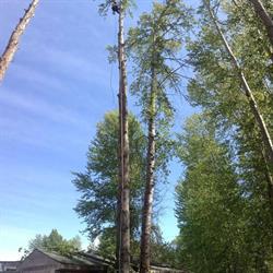 Wise Wood Tree Care, Lumby, BC opening hours