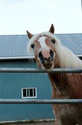 Rebecca's Horse Blanket Repair, Quyon, QC opening hours