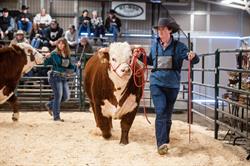 Calgary Bull Sale - Alberta Cattle Breeders Association, Rocky View County, AB opening hours