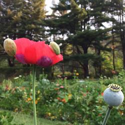 Jardin Cérès, fleuriste-producteur en champ, La Conception, QC opening hours