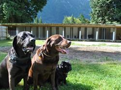 At River's Edge Kennel, Hope, BC opening hours