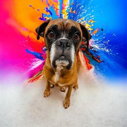 RUFF CUTS PET GROOMING BY LISA - Listowel, opening hours