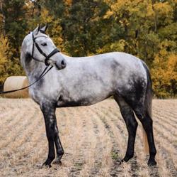 Citrine Equine, Wetaskiwin, AB opening hours