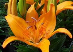 Coastal Gardens, Pugwash, NS opening hours