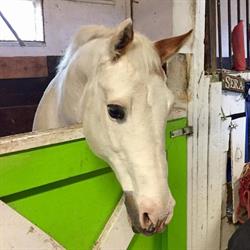 Horsefeathers and Ponytales Summer Camp, Mono, ON opening hours