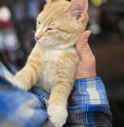 Pet Valu, Stettler, AB opening hours