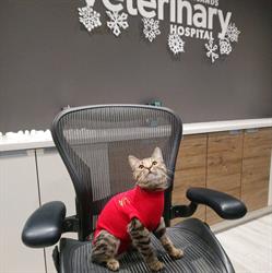 Kanata Highlands Veterinary Hospital, opening hours