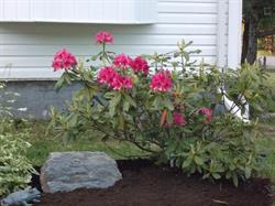 Hutt's Natural Stone, East Gore, NS opening hours