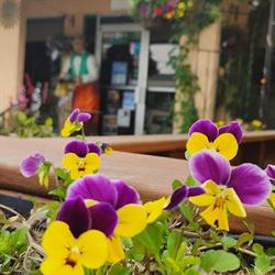 L'Isola Bella Bistro, Lake Country, BC opening hours