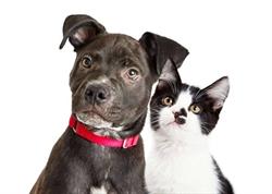 Village Pets, Saanichton, BC opening hours