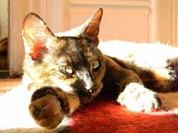 Valley Cat Hotel, Berwick, NS opening hours